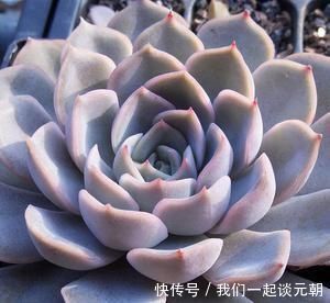 4种多肉，适合夏天养，叶片红彤彤，轻松胖成球