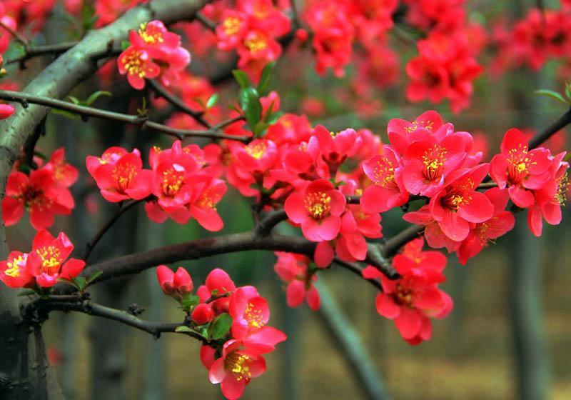 家里养一盆海棠,四季开花香飘满屋