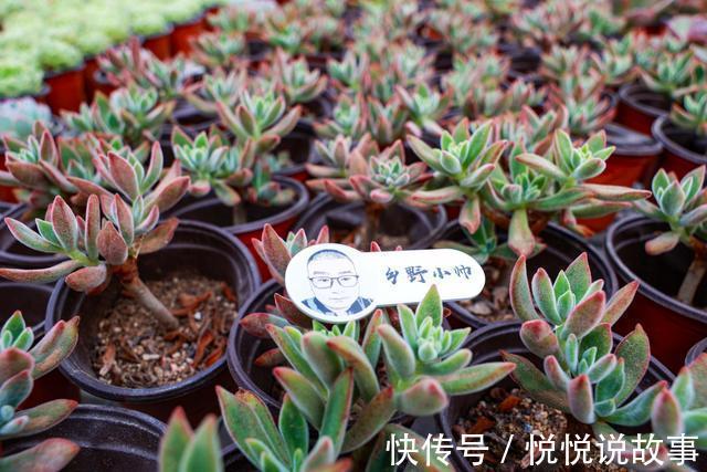 多肉植物|多肉叶片干瘪，不一定是缺水，听小帅怎么说
