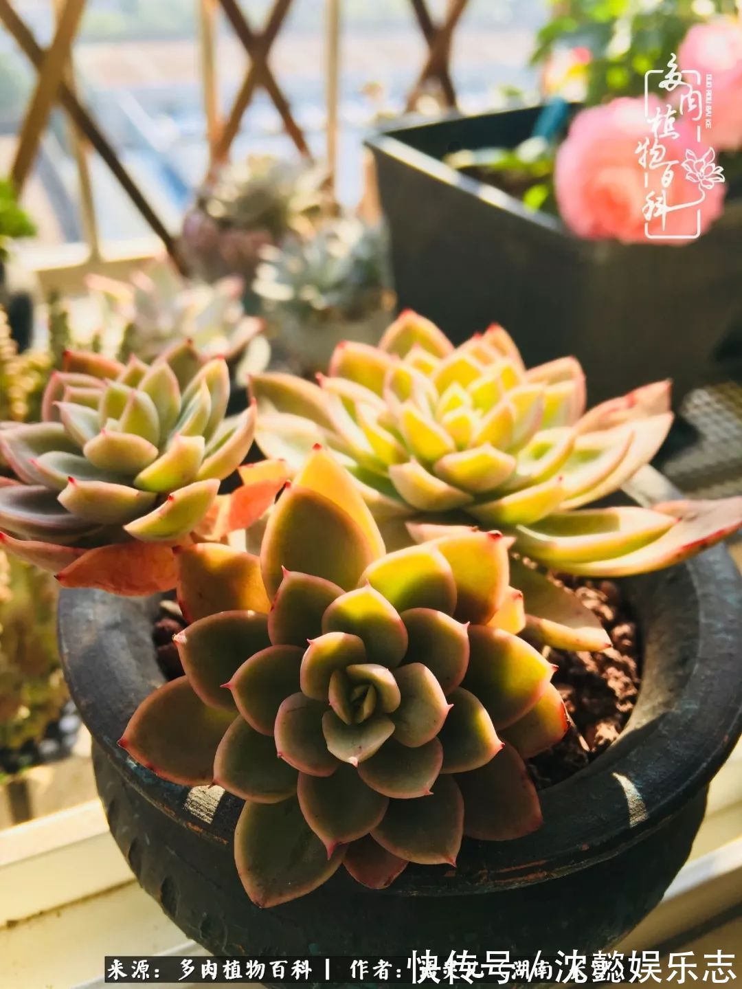 阳台党|邂逅多肉,爱折腾的阳台党,总能收获简单纯粹的快乐!