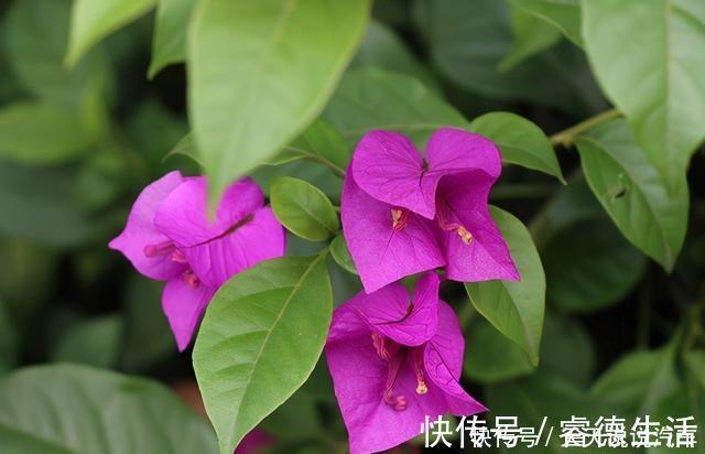 这些花就适合小盆养，耐旱，怕涝，浇越多死越快