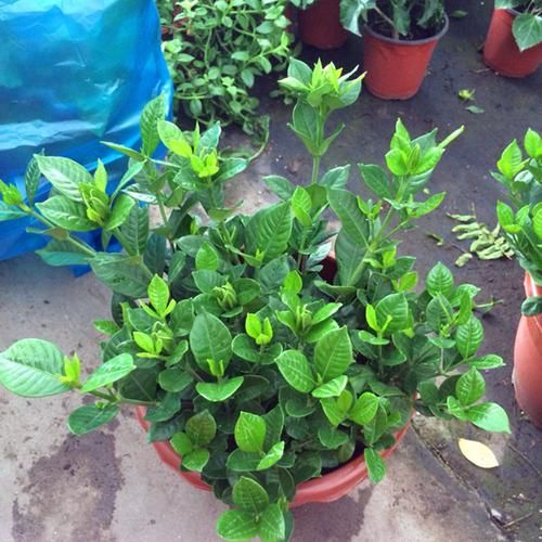 栀子花不开花?不懂它的习性瞎养,买多少也养不好