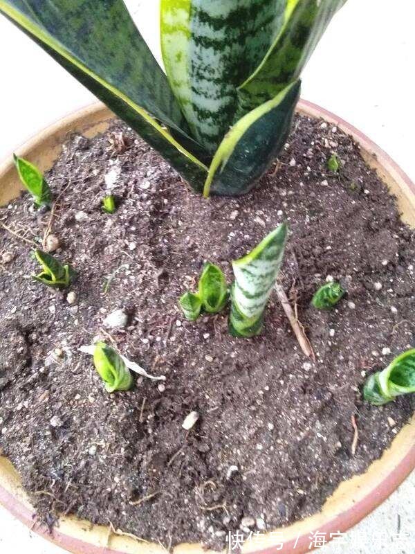 打开虎皮兰这个神秘机关,疯狂冒芽摁不住,简直把盆撑炸!