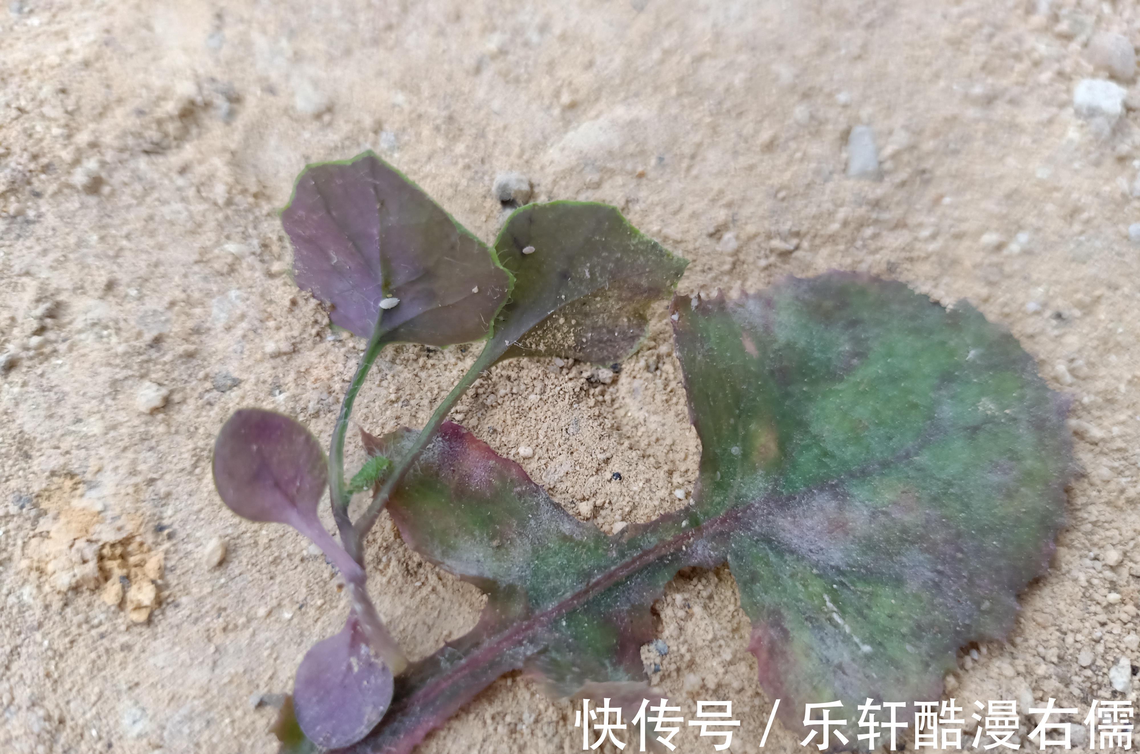 甘木棉|一年四季都可以吃的野菜,常见于菜地或路旁,现在已有人专门种植