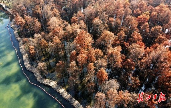 油画@油画一般的杉树林，是冬日南湖畔一抹艳丽的色彩！