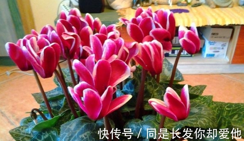 花市五大年宵花,好看却难养,告诉你“技巧”,养好没难度!