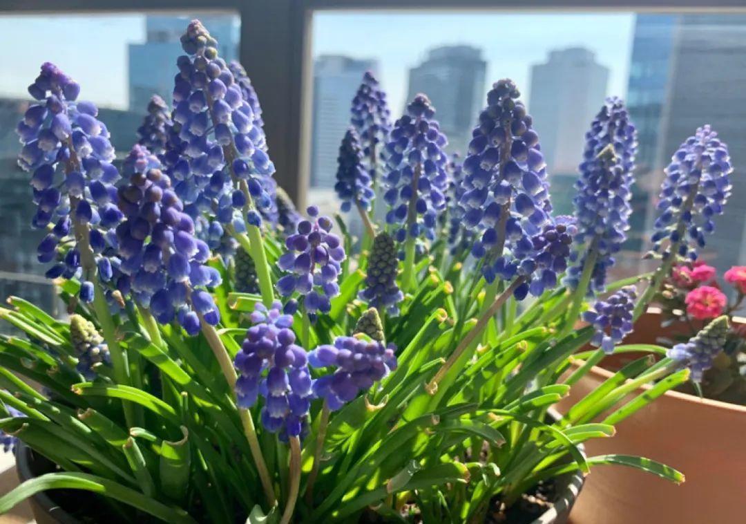 秋天|秋天必养的11种花，冬天特别耐寒，南北方都能养