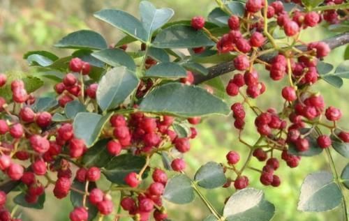 体质|冬天推荐多吃3种食物,排毒养颜、改善体质,好处多多!