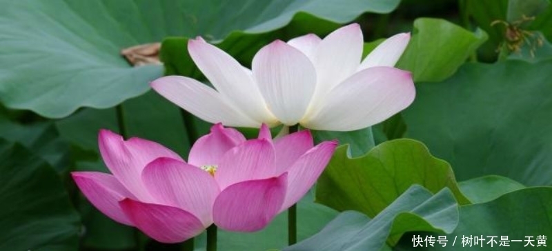 更是|欧阳修描写西湖最好的一首词,写得极为抒情,更是成全了一池荷花