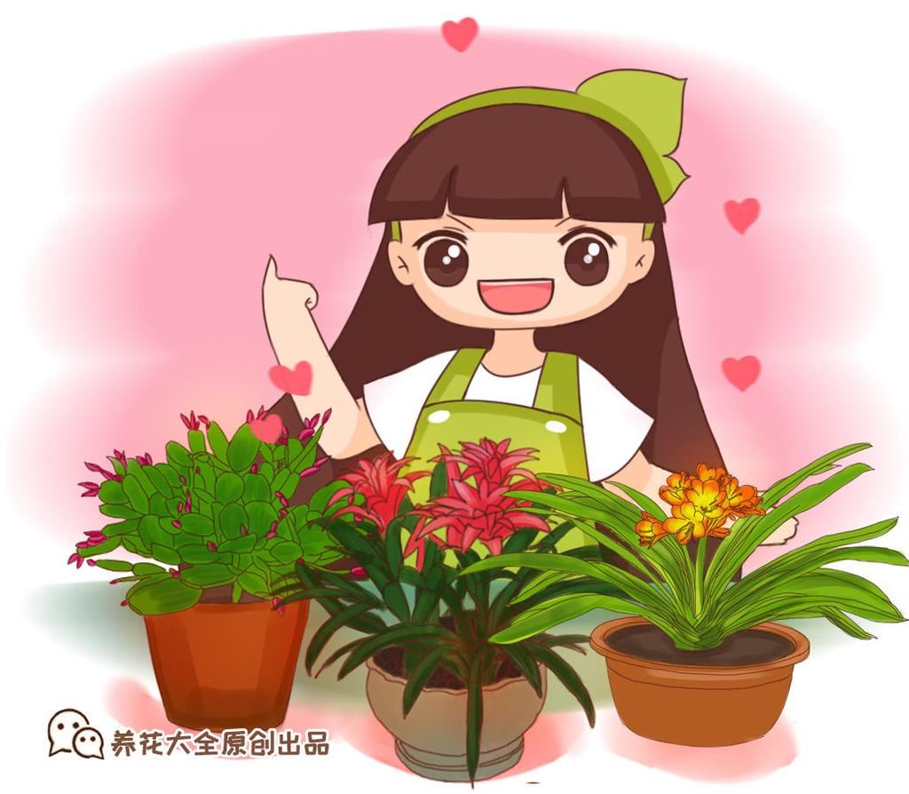 这3类年宵花，谁买谁后悔，千万别再踩雷了！