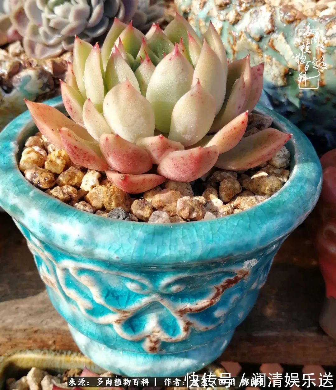 一定要爱着点什么,恰是草木对光阴的柔情!