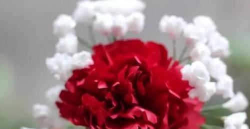 想到|谁能想到这么浪漫的满天星,竟是卫生纸揉的假花,附教程