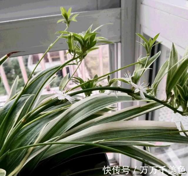 光线|家里光线差,这三种花可以放心入手,养一盆爆一盆