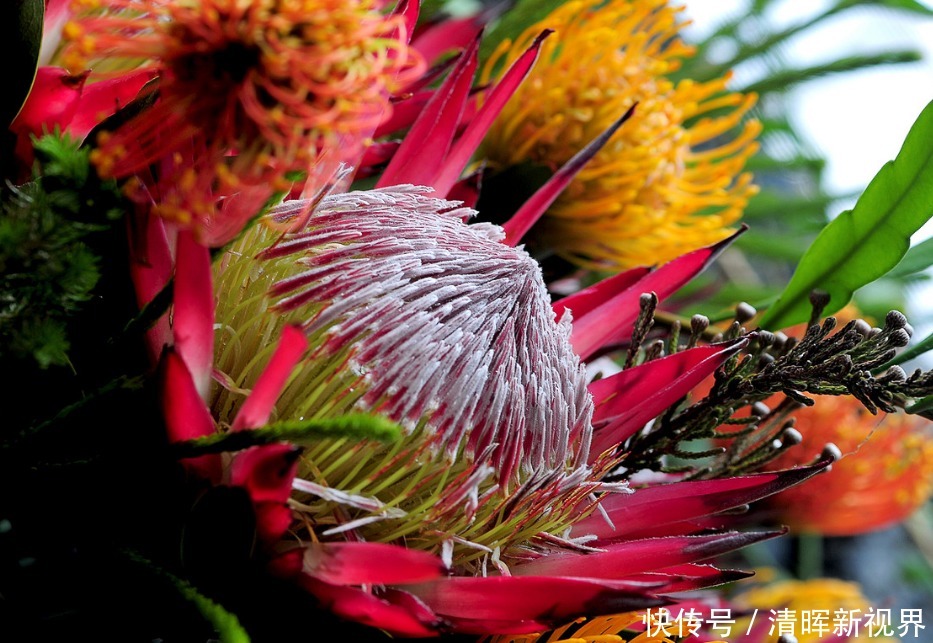 此花是世界上最名贵的切花之一,被誉为花中之王,寓意着富贵吉祥