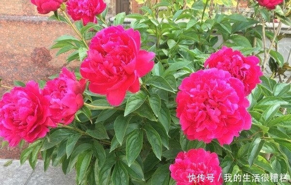 一种可与牡丹相媲美的花,长得像牡丹花,被誉为“花中宰相”