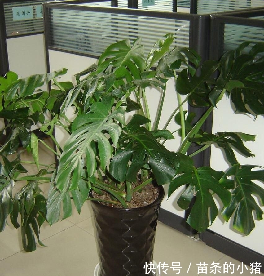 土壤|养花,错误的方法不能培育出好的植物