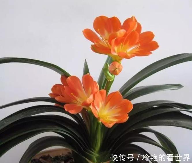 养花就养君子兰金枝玉叶这两非常好养,寓意还非常吉祥