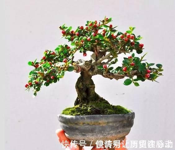 养护|很适合新手小白种植的盆景平枝栒子种植养护简单易管理