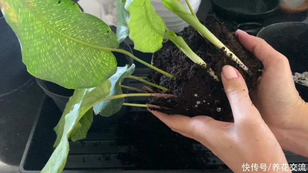  开花|让人忍不住“种草”的马赛克竹芋，暖房里养也不易干叶，还能开花