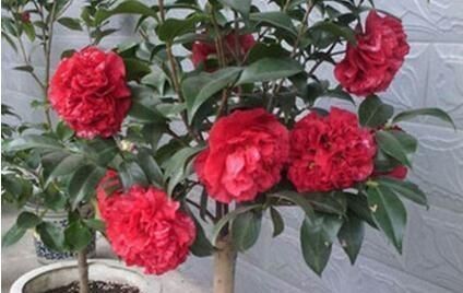 最厉害的养花营养液给花喝一勺,啥花都喜欢,花开满枝条