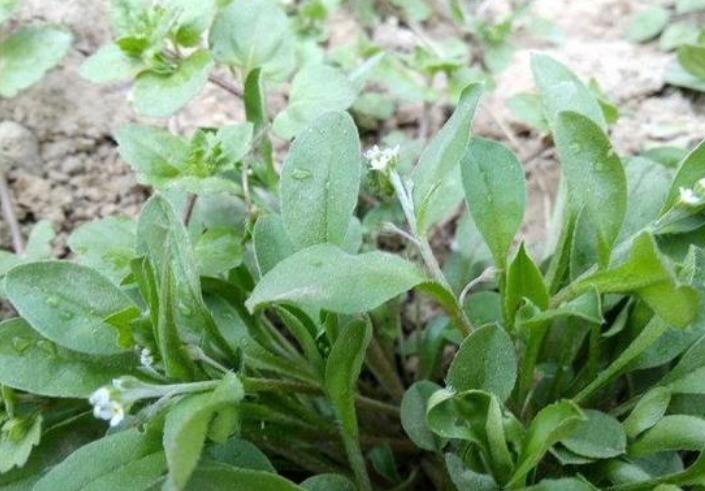 野菜|十个女人九个湿气重,这4种野菜每天吃几口,肤白更显年轻!