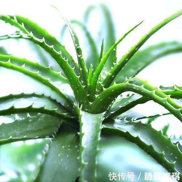 养芦荟记住此2点,叶片肉厚发光,嫩芽多的挤裂花盆