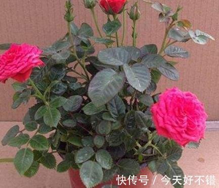 淘米水中加3种料,植物叶片翠绿,花朵蹭蹭冒不停,快瞧瞧吧