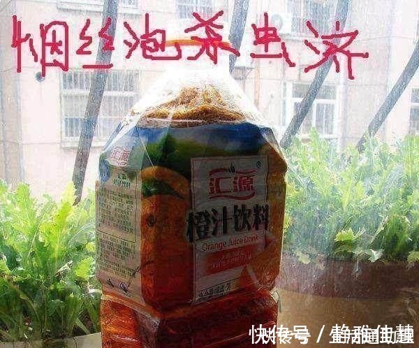 花盆落满小飞虫周围撒点它 3天就见效 小虫死翘翘 粉紫色