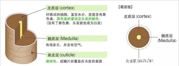 护理|新年从“头”开始，受损发质请护理一下好吗？