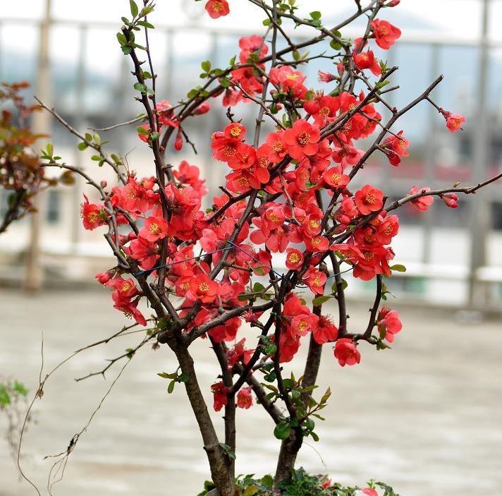 叶子|3种耐寒花卉,零度也可以放室外养,叶色翠绿花朵美艳