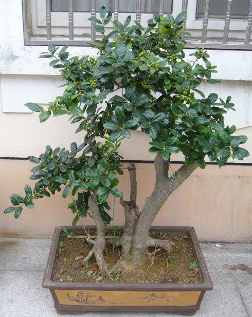 家养一盆枸骨盆景,叶片青翠风景好,从年头赏到年尾!