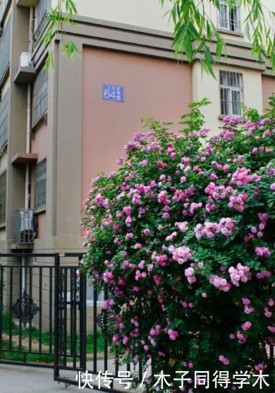 朋友|8种花不用买,去朋友家掐个叶片插土里,7天就生根,太容易成活了