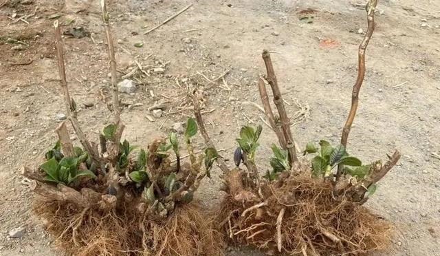 花苗越老越值钱这5种花的老桩,买了就上当