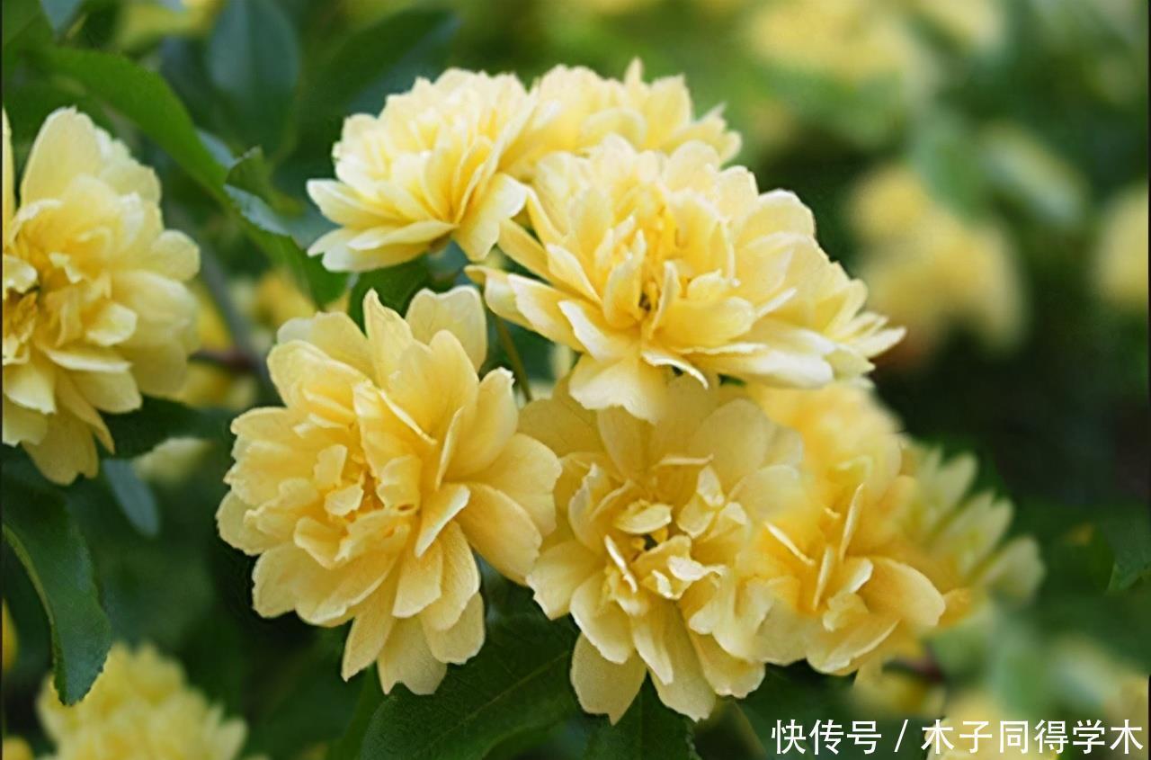 好看又好养的黄木香,花量巨大,养护做好几点,见花不见叶