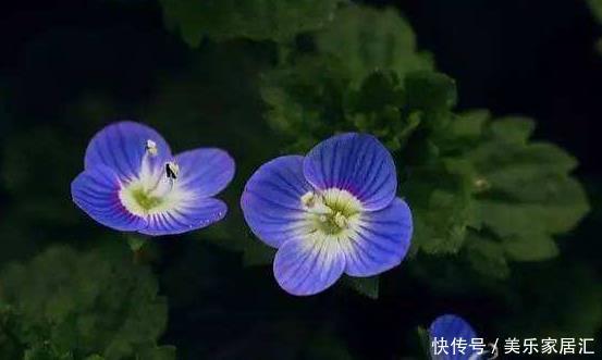 新手养护花卉,就养花形俊逸,人见人爱的花卉,美极了!