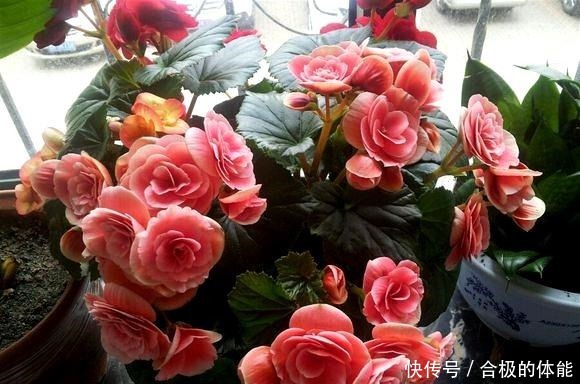 此“花”漂亮似玫瑰,即使不好养活,养死了也会再买,太讨人喜欢!