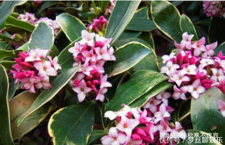 养此款花卉,好养开花漂亮,一开就是300天,你养了吗