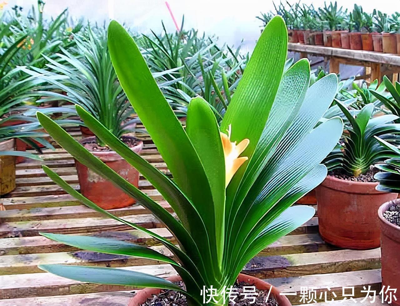 盆栽花卉长得超慢,4个废料垫土壤1/3处,蹭蹭猛长