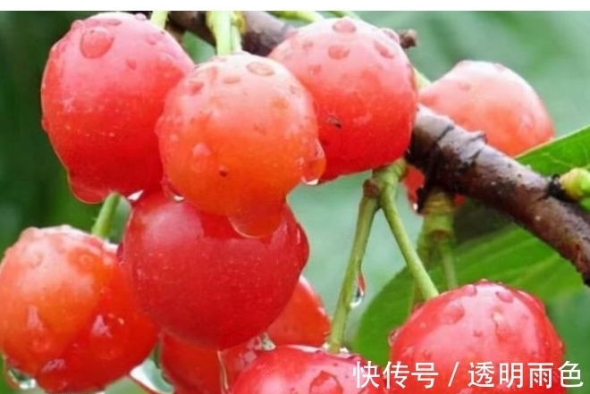 寓意|爷爷每天坚持锻炼身体强壮了不少,多吃3种好运果,寓意福气东来