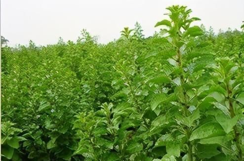 十个人九个腰疼,用此叶煮水喝,腰不疼,腿不酸,一口气上五楼