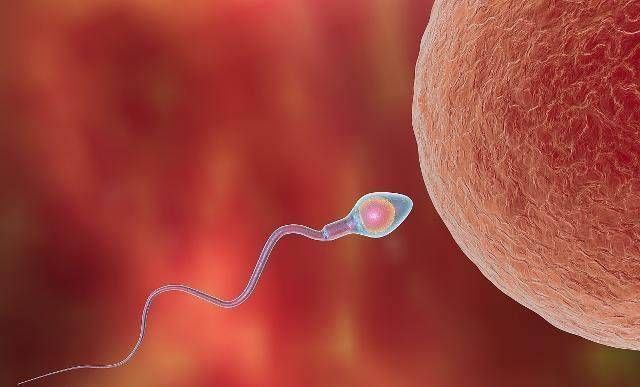 卵子|男人也有最佳生育年龄想生健康聪明宝宝,尽量不要超过这个岁数