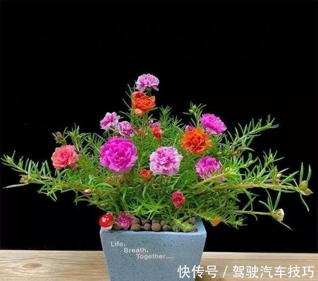 花期|这8种懒人花，花期长，好看又好养！这8种懒人花，花期长，好看又好养！