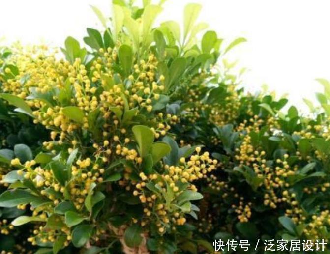养花就养4种花，好养易活花量大，养上一盆四季欣赏，好养还不贵