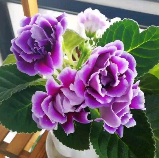 4种花香味十足，好远都能闻到”它“的香，名字也好听，尤其第2种