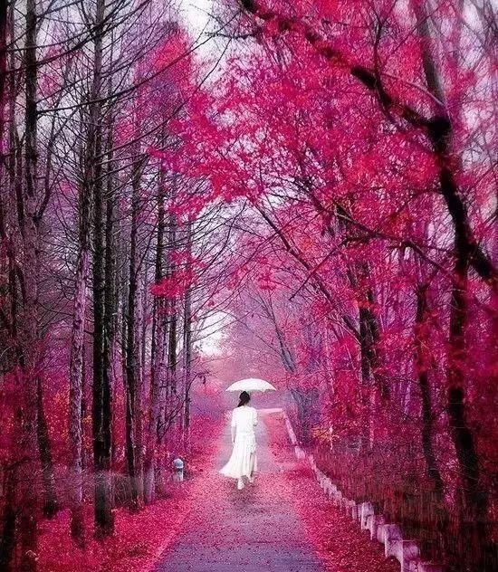 传来|太美了,世界照片今天终于传来,罕见至极,一睹为快