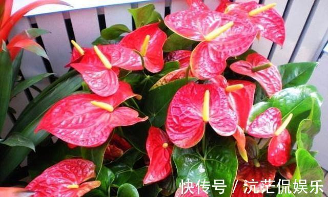 红掌|秋天养红掌,老花匠教你3个字,一朵花开3月,叶子油绿翠亮