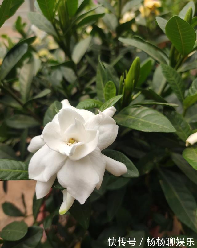 橘子皮|肥料太多不会选简单!自己动手制作有机肥,枝叶繁茂,开花爆盆