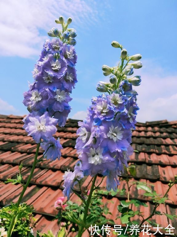 院子里撒一把种子，只需种一年，以后年年开花
