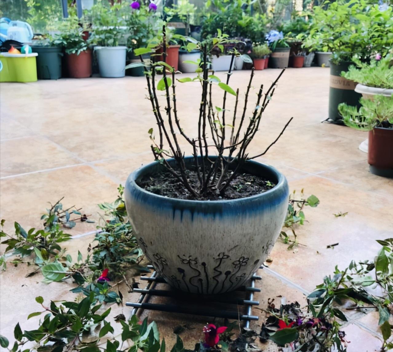 多肉植物|花店买花,避开4种花,里面“猫腻大”,买了难养活,白白浪费钱