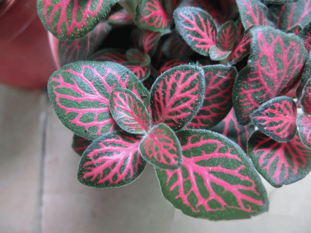 这些花不用太多光,放在家里的阴处养,开花大朵真漂亮